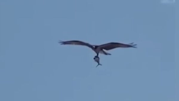 صحنه عجیب پرواز عقاب با کوسه در آسمان  - اسپوتنیک افغانستان  