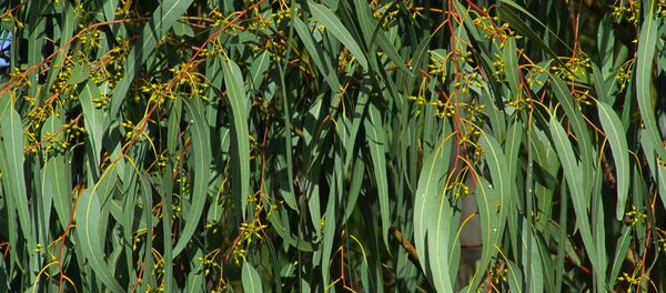 دولت اندونیزیا: گیاه بید بویه ویروس کرونا از بین میبرد دولت اندونیزیا: گیاه بید بویه ویروس کرونا از بین میبرد - اسپوتنیک افغانستان