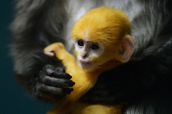 یک میمون نوزاد در باغ وحش نووسیبیرسک - اسپوتنیک افغانستان  