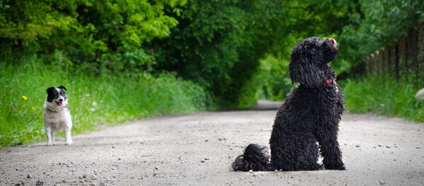 سگ خانگی سگ خانگی - اسپوتنیک افغانستان