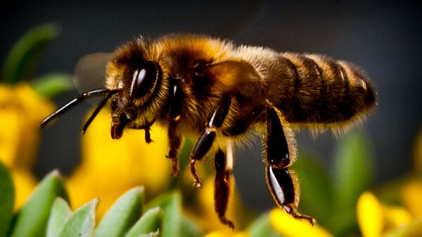 در اتریش از یک پارک یک میلیون زنبور عسل سرقت شده است - اسپوتنیک افغانستان  