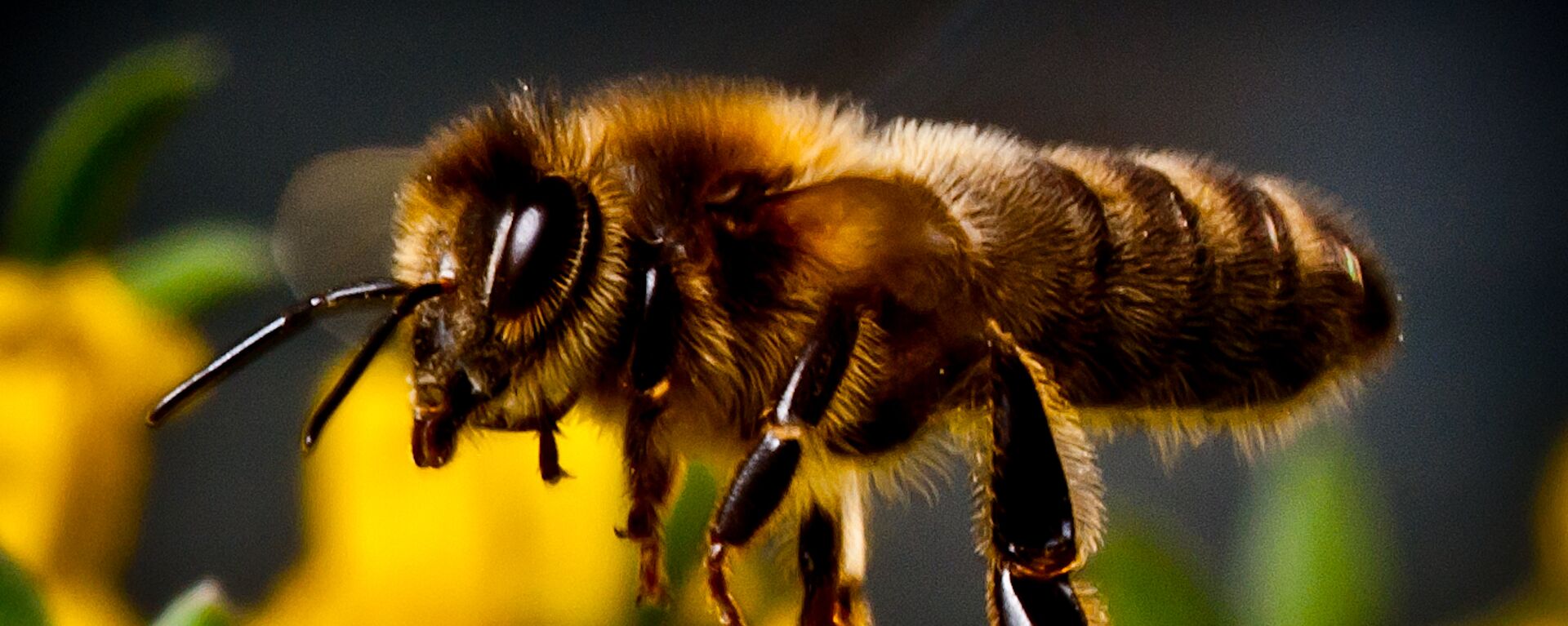 زنبور عسل/قاتل خطرناک‌ترین انواع سرطان - اسپوتنیک افغانستان  , 1920, 02.09.2020