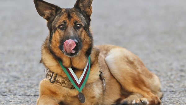 تقدیر از خدمات سگ نظامی - اسپوتنیک افغانستان  