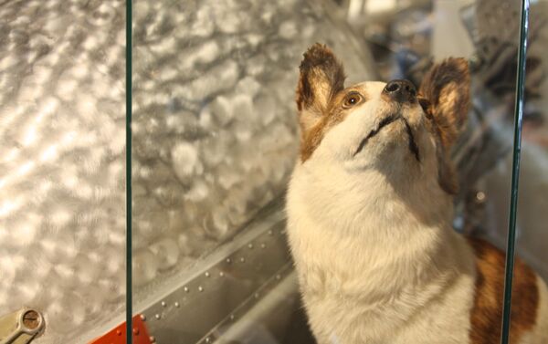تصویر سگ که به فضار فرستاده شده بود موزیم فضانوردان در مسکو - اسپوتنیک افغانستان  