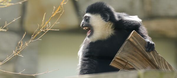 обезьяна обезьяна - اسپوتنیک افغانستان