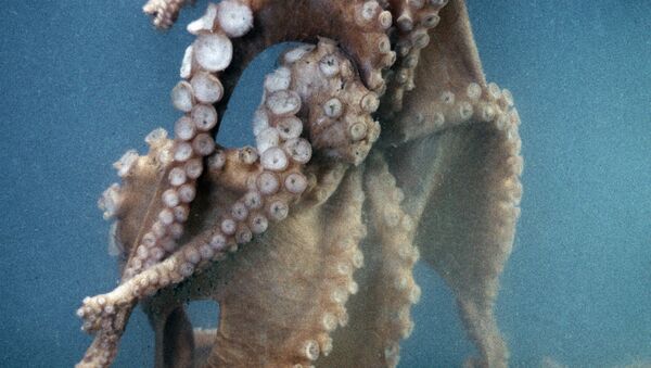 Octopus - اسپوتنیک افغانستان  