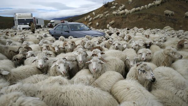 گله ای گوسفندان پس از آنکه دریک مزرعه انگلیس  چرس خوردند، دست به تخریب زدند - اسپوتنیک افغانستان  