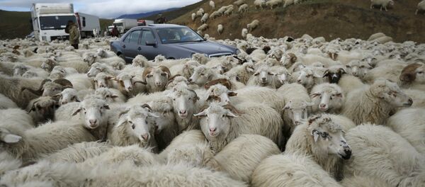 گله ای گوسفندان پس از آنکه دریک مزرعه انگلیس چرس خوردند، دست به تخریب زدند گله ای گوسفندان پس از آنکه دریک مزرعه انگلیس چرس خوردند، دست به تخریب زدند - اسپوتنیک افغانستان