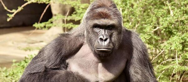 نخستین مورد ابتلای گوریل های نادر به ویروس کرونا - اسپوتنیک افغانستان  