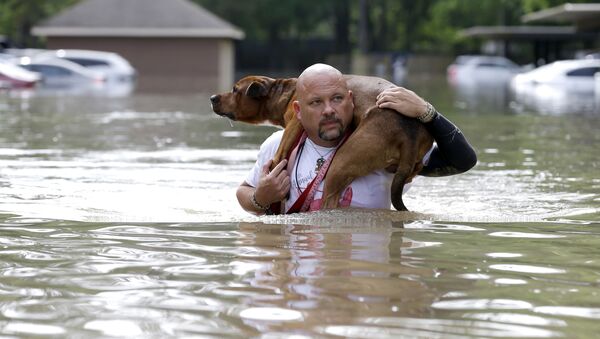 Мужчина несет на плечах свою собаку во время наводнения в Хьюстоне, США - اسپوتنیک افغانستان  