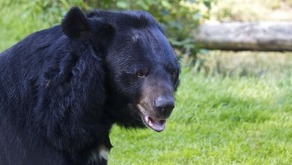 Asian Black Bear - اسپوتنیک افغانستان  