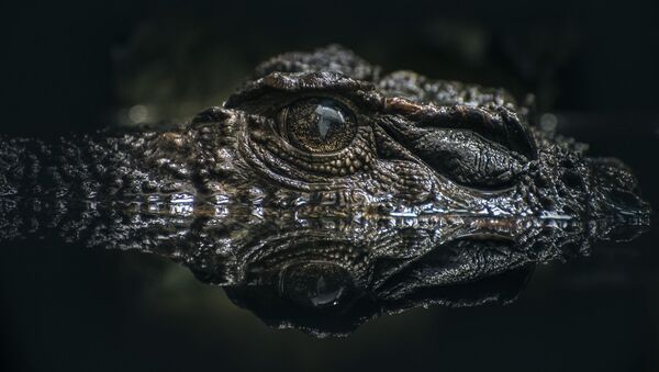 Lurking crocodile. - اسپوتنیک افغانستان  
