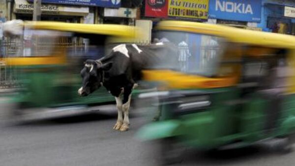 در هند میخواهند وزارت خانه گاو ها ایجاد کنند - اسپوتنیک افغانستان  