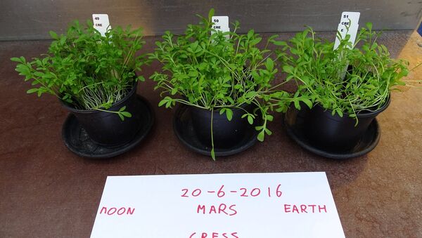 Crops Grown on 'Mars' Soil Safe to Eat - اسپوتنیک افغانستان  