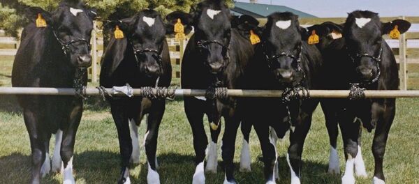 گاوهای هالندی نیز گرفتار خشم ترکیه شدند - اسپوتنیک افغانستان  