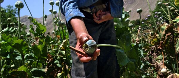 وزارت زراعت اجازه دارد مواد مخدر کشت کند وزارت زراعت اجازه دارد مواد مخدر کشت کند - اسپوتنیک افغانستان