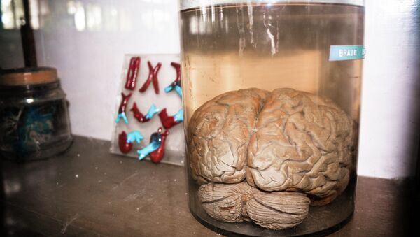 Brain in a Jar - اسپوتنیک افغانستان  