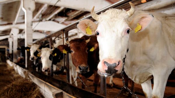 Коровы молочных пород на ферме в Латвии - اسپوتنیک افغانستان  