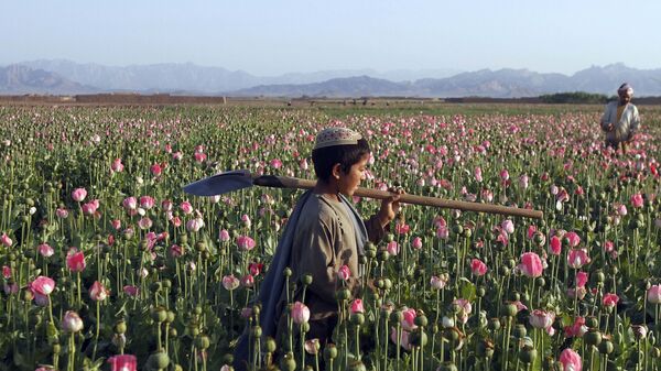 کشاورزان هلمندی در چهار فصل کوکنار می کارند - اسپوتنیک افغانستان  
