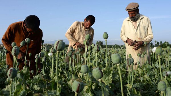 امریکا 9 میلیارد دالر برای مبارزه با موادمخدر در افغانستان خرچ کرده است - اسپوتنیک افغانستان  