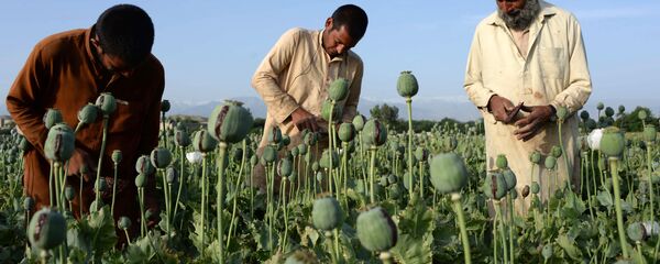 سازمان ملل: ارزش مواد مخدر افغانستان  به بیش از 3 میلیارد دالر تخمین زده می شود - اسپوتنیک افغانستان  