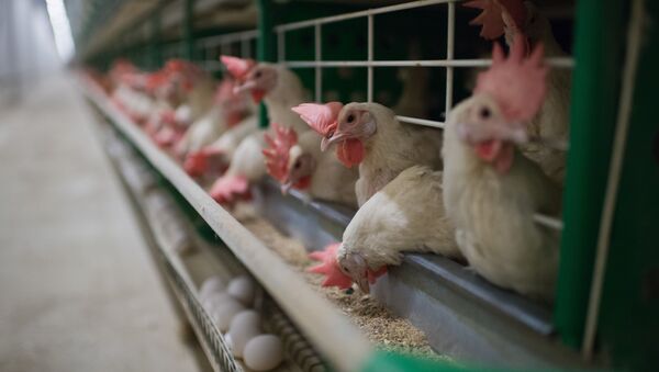 ممنوعیت واردات مرغ از ایران به هرات - اسپوتنیک افغانستان  