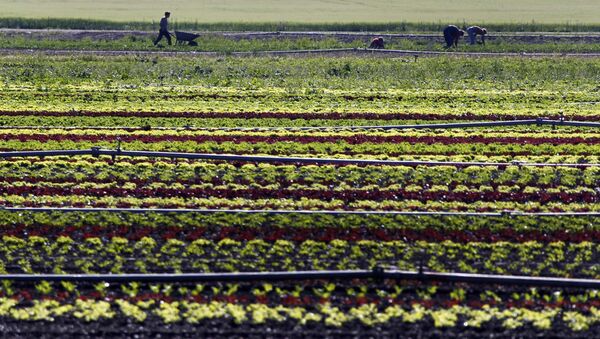 Vegetable farmers work in a field of salads in Feldmoching near Munich, southern Germany. (File) - اسپوتنیک افغانستان  