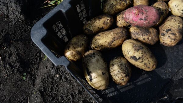 Свежевыкопанный картофель - اسپوتنیک افغانستان  