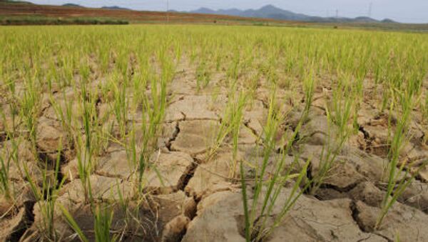 Засуха на плантациях риса в Северной Корее - اسپوتنیک افغانستان  