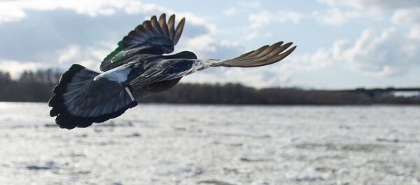 Ледоход на Иртыше в Омской области - اسپوتنیک افغانستان  