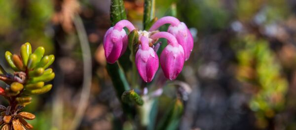 در جاپان یک نوع جدید گیاه کشف شده است در جاپان یک نوع جدید گیاه کشف شده است - اسپوتنیک افغانستان