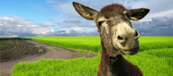 چرا پوست الاغ جنس گرانقیمت این روزهای افغانستان است؟ چرا پوست الاغ جنس گرانقیمت این روزهای افغانستان است؟ - اسپوتنیک افغانستان