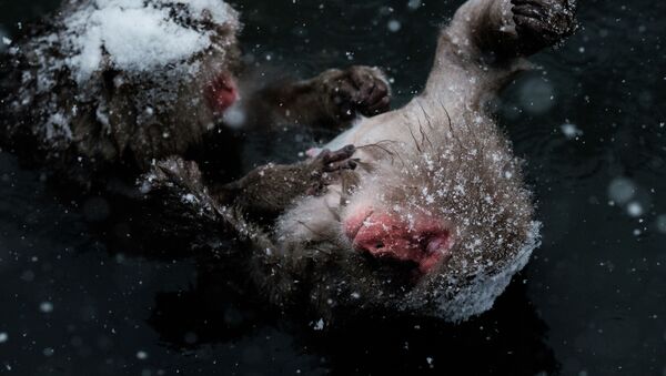 Снежные обезьяны в парке обезьян в Дзигокудани в Японии - اسپوتنیک افغانستان  