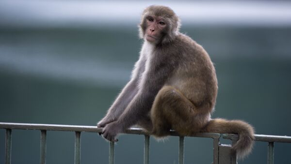حمله میمون مجری را از برنامه زنده فرار داد - اسپوتنیک افغانستان  