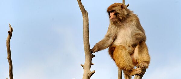 Обезьяна на дереве в зоопарке Кабула - اسپوتنیک افغانستان  